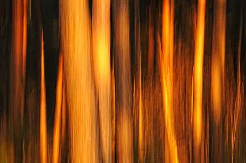 Inferno - Creatieve natuurfotografie van Rolf Schnepp