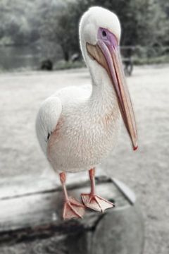 Pelican in rest by Els Verberckmoes