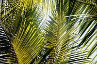 Palmbladeren