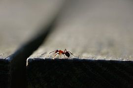 Naturfoto von Wietze Wiegersma