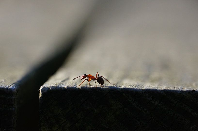 Photo de la nature par Wietze Wiegersma
