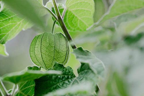 PHYSALIS Kapstachelbeere in grün Pflanze mit unreifer Frucht Andenbeere Garten Tropen Südamerika