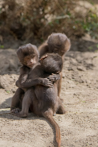 Knuffelende Baby Apen #1
