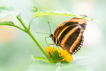 Dryadula / Banded orange