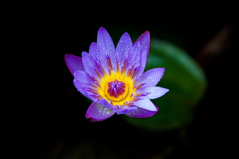 Lotus bleu II par Insolitus Fotografie