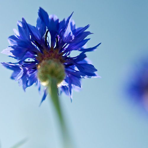 Korenbloem
