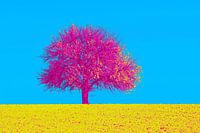 Popart Funky!Field