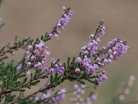 Heather von Monique Verlouw