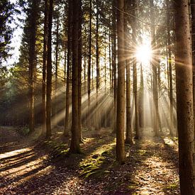Nassogne, Belgien von Jarne Buttiens