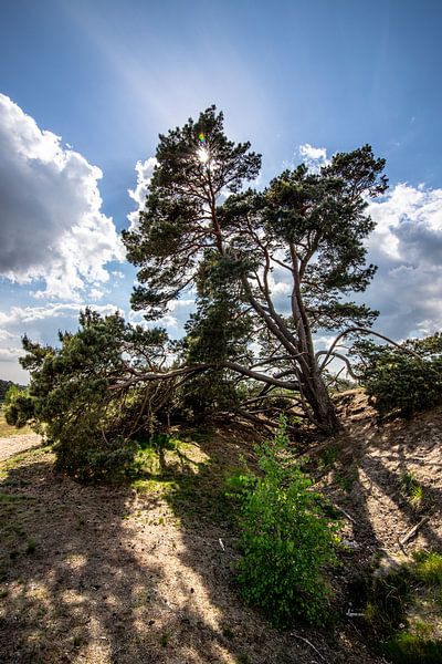 A tree hanging on the Veluwe with the sun behind it by Thomas Winters
