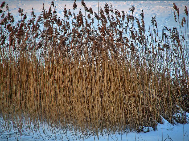 Sneeuw met riet van Edgar Schermaul