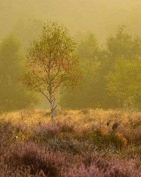 Almost autumn van John Goossens Photography