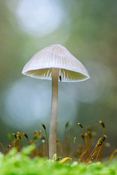 Under my umbrella - Herfst paddenstoelen van Shanna van Mens Fotografie