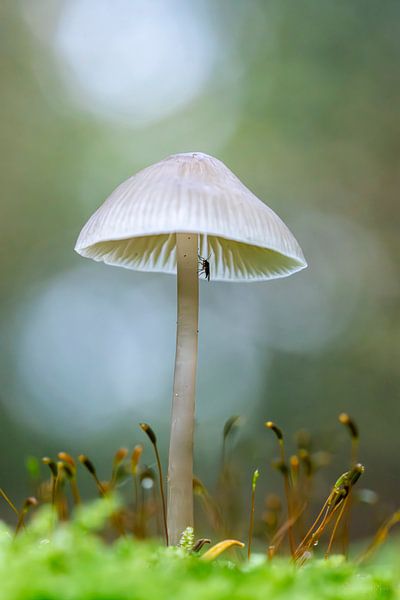 Sous mon parapluie - Champignons d'automne par Shanna van Mens Fotografie