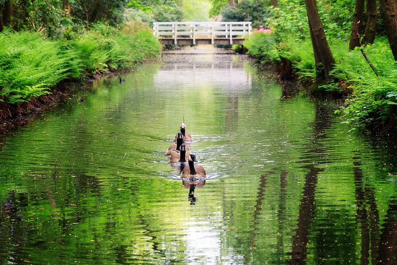 Ganzen in Clingendael von Dennis van de Water