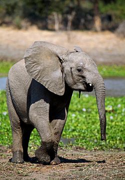 Young elephant, wildlife in Africa van W. Woyke