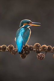 Kingfisher on spruce branch I backlight by Jeroen Stel