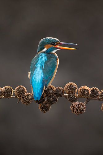 IJsvogel op sparrentak ik tegenlicht