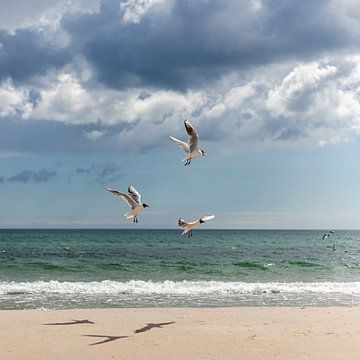 Oostzee en drie zeemeeuwen van Yanuschka | Fotografie Noordwijk