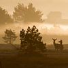 Red deer and sunrise by Shotz by Mindy