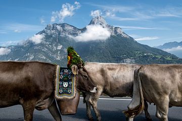 Koeien met traditionele koebellen in Zwitserland van Kitty de Vries