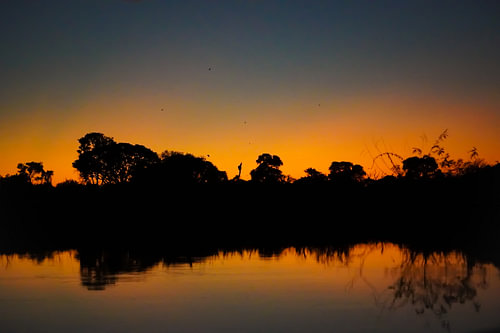 silhouette of the jungle