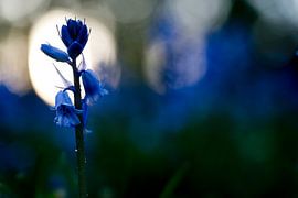 Wilde hyacint bij zonsondergang von Gonnie van de Schans