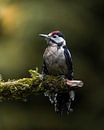 Great Spotted Woodpecker by Tom Zwerver thumbnail