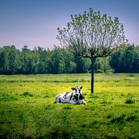 koe onder de boom