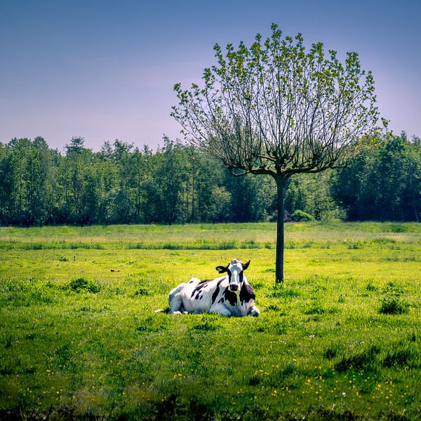 koe onder de boom van Jeroen