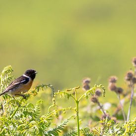 Stonechat sitting on green bushes with a green bokeh background sur Ramon Harkema