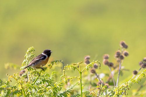 Stonechat sitting on green bushes with a green bokeh background