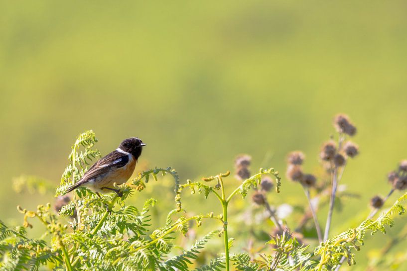 Stonechat sitting on green bushes with a green bokeh background par Ramon Harkema