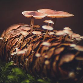 Mushrooms grow in fir cones by lichtfuchs.fotografie