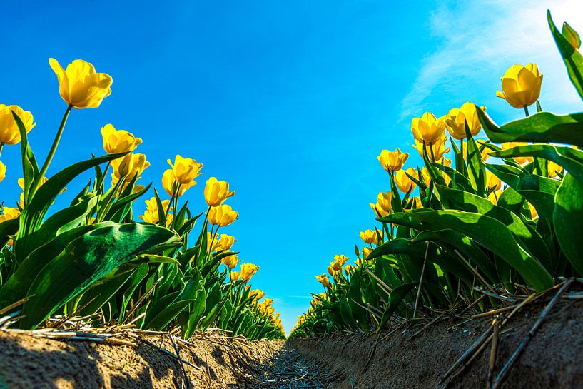 Yellow tulips with sunflare by Ruurd Dankloff
