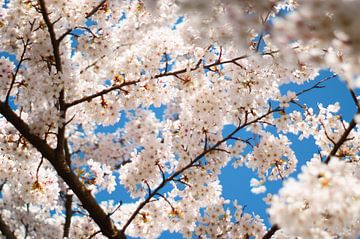 bloesem van kersenbomen in de lente van Discover Dutch Nature