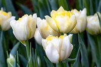 Blumenwiese mit weißen Fosteriana Tulpen Sweetheart