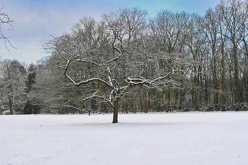 De Solitaire Boom in een Witte Wereld