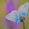 Adonis witje vlinder sur Gabsor Fotografie