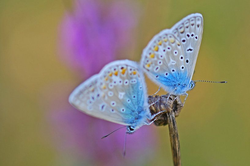 Adonis witje vlinder van Gabsor Fotografie