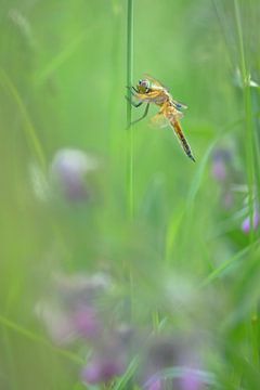 Libelle tussen de veldbloemen van Moetwil en van Dijk - Fotografie