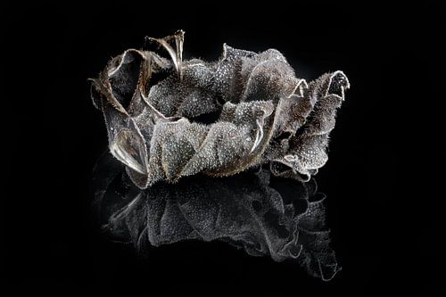 Herfst: nature art I