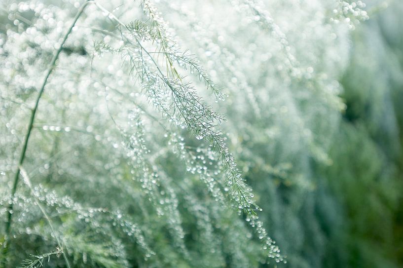 Asperges horticoles 6309011238 photographe Fred Roest par Fred Roest