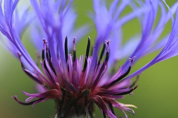 Kornblume von Bärbel Severens