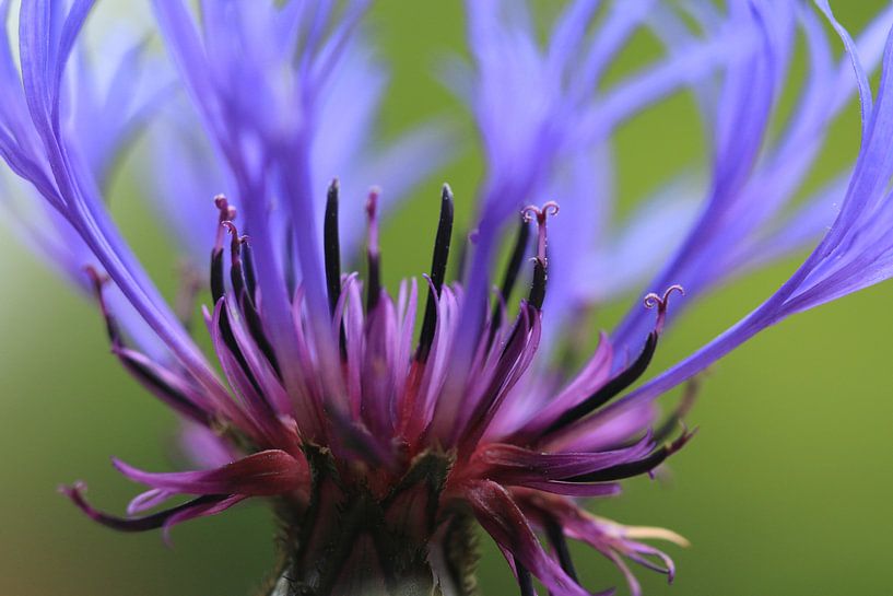 Bleuet par Bärbel Severens