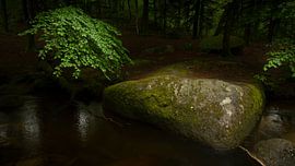 Bos met rotsblok van Gerard Notenboom