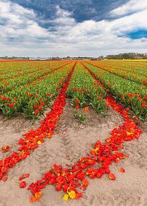 Champ de tulipes rouges, Pays-Bas