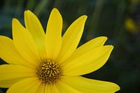 Ideal photo of yellow flower