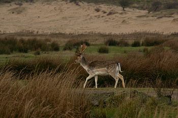 Laufende Hirsche in den Dünen