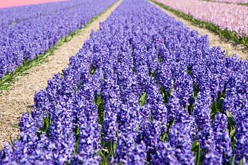 Field with hyacinths